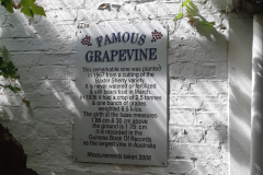 22-Grapvine-History