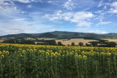 Sunflowers-in-Poland