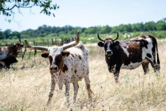 Day-10-Galveston-to-Austin-6-cattle