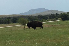 Day-11-Austin-to-Wichita-Falls-Cattle