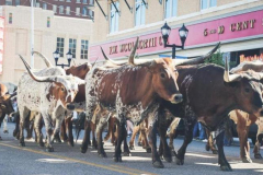 Day-12-Wichita-Falls-to-Amarillo-Cattle